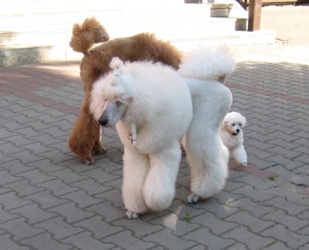 Víkend s pudlem - mezi králováky...